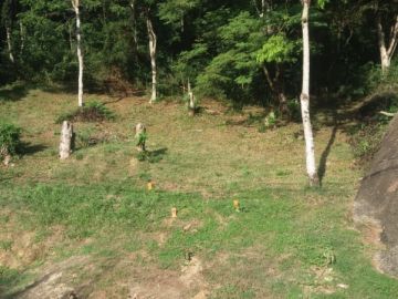 Terreno - Venda - Engenho Do Mato - Niterói - RJ